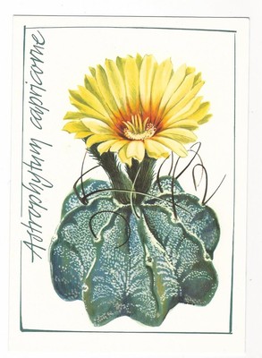 25/275 AK KAKTEEN - ASTROPHYTUM  CAPRICORNE  -unbeschrieben-