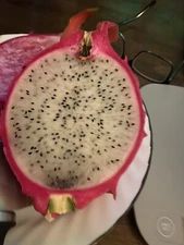 Dragon fruit Cuttings | Pitaya White Fruit FRESH Large 15-18 Live Plant Cuttings