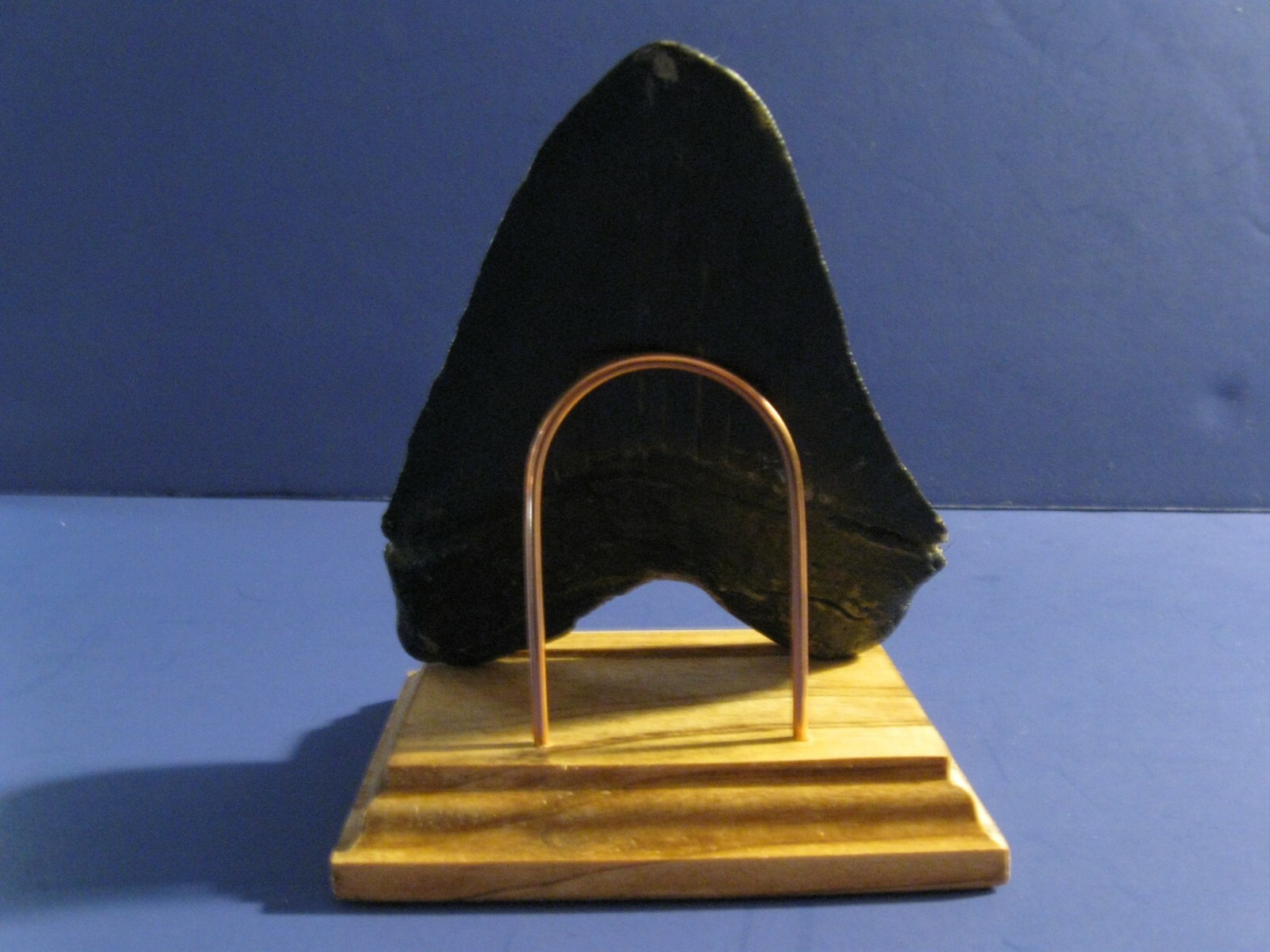 MEGALODON SHARK TOOTH 4" FOSSIL DISPLAY STAND ENGRAVED PLAQUE Tooth Not Included