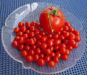 10 Tomatensamen JOHANNISBEERTOMATE MINI Tomaten Samen Tomaten eBay