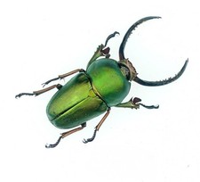 DEAD AND DRY Lamprima adolphinae male | INDONESIA | AS PICTURED | A1