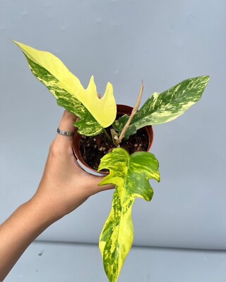 Philodendron Variegated florida beauty X tortum variegated | eBay