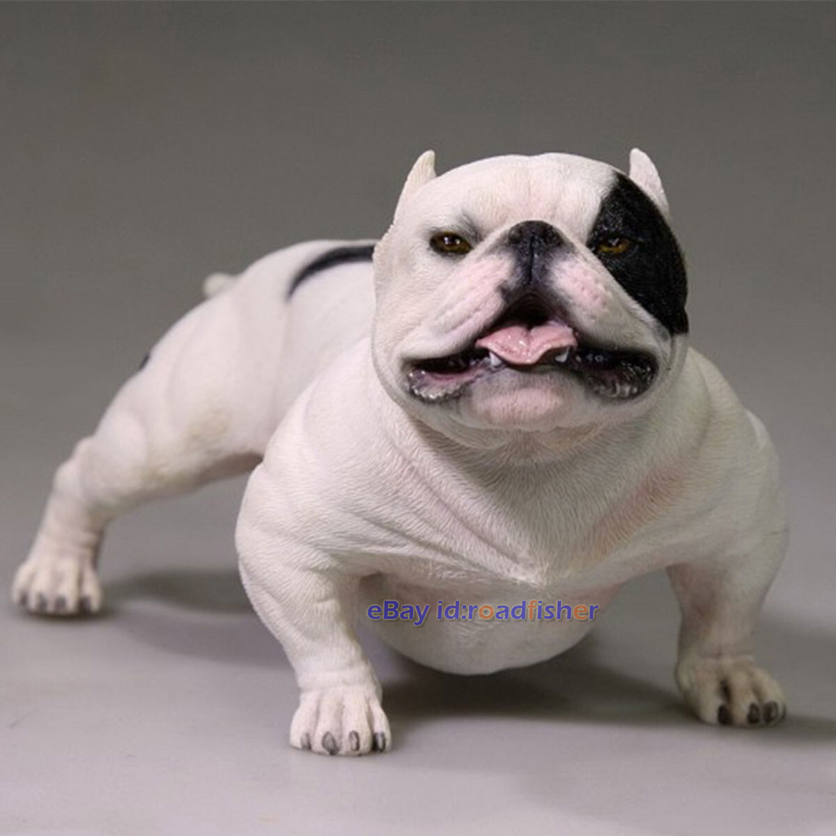 Mr Bean Bully Dog American Bully Chocolate Chocolate Merle Bully 2025