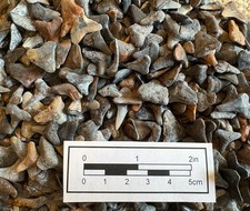 Fossil Shark Teeth 20g Lot Unsearched Approx. 30 Pieces