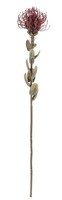 Artplants KüNstliche Protea Urmine, Trockenoptik, Burgunderrot, 60Cm