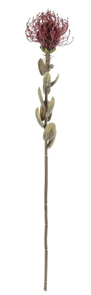 Artplants KüNstliche Protea Urmine, Trockenoptik, Burgunderrot, 60Cm-image