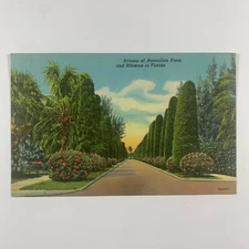 Postcard Florida FL Australian Pines Hibiscus 1940s Linen Unposted