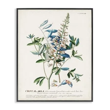 Botanical Plant Illustration Flowers And Leaves Vintage Design Black Framed W...