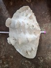 Large Vintage Fluted Giant Clam Shell (Tridacna Squamosa) 12inx8in — photo 5