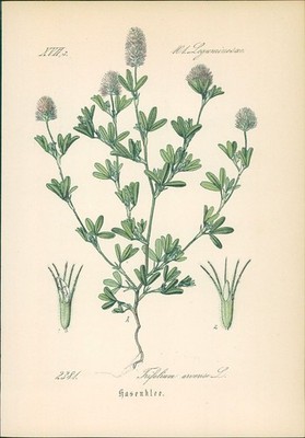 Chromolithographie : Hasenklee. Hasen-Klee. Ackerklee. Trifolium arvense L. Legu