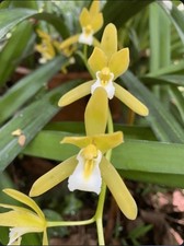 Cymbidium finleysonianum Alba Large Orchid Species Seedling Fresh Repot 2  Pot