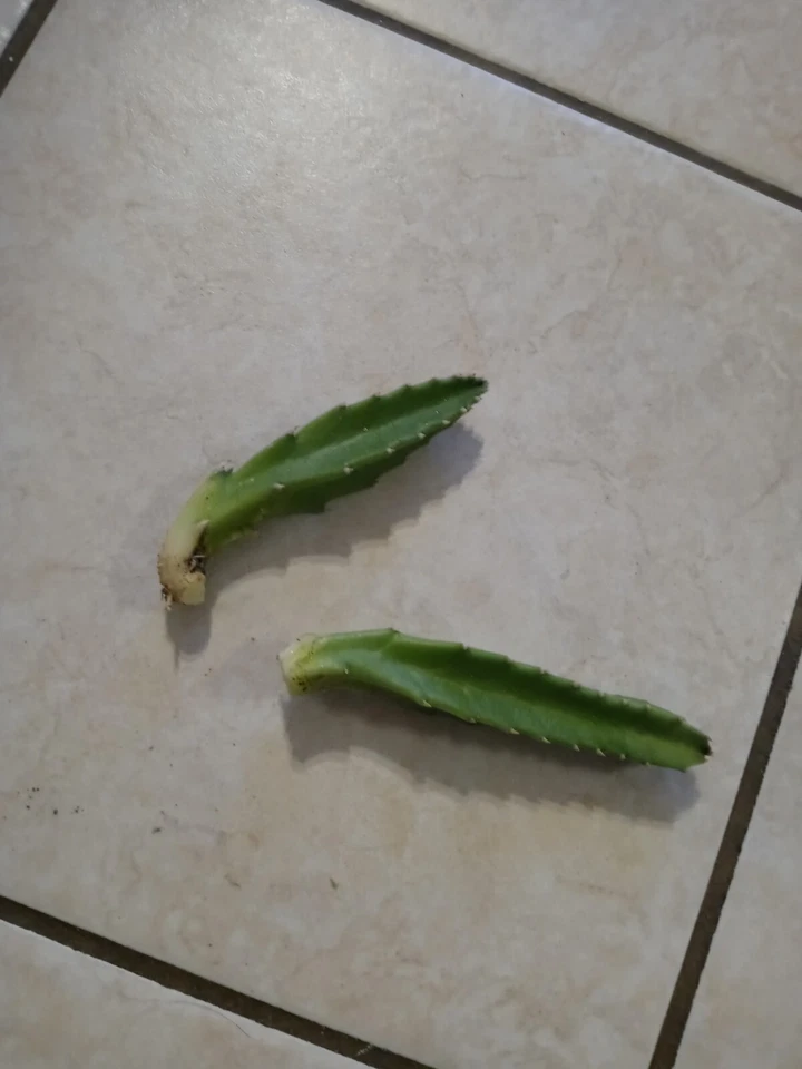 2 Carrion Plants Stapelia Gigantea Hairy Starfish Cutting 5" + - Image 3 of 4