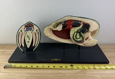 1960s Turtox Latex Medical 3D Model Biological Scientist Mussel Clam Display