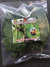   50 PC'S ORGANIC GUAVA GREEN LEAVES CALI. GROWN FRESH CUT BEFORE SHIPPING