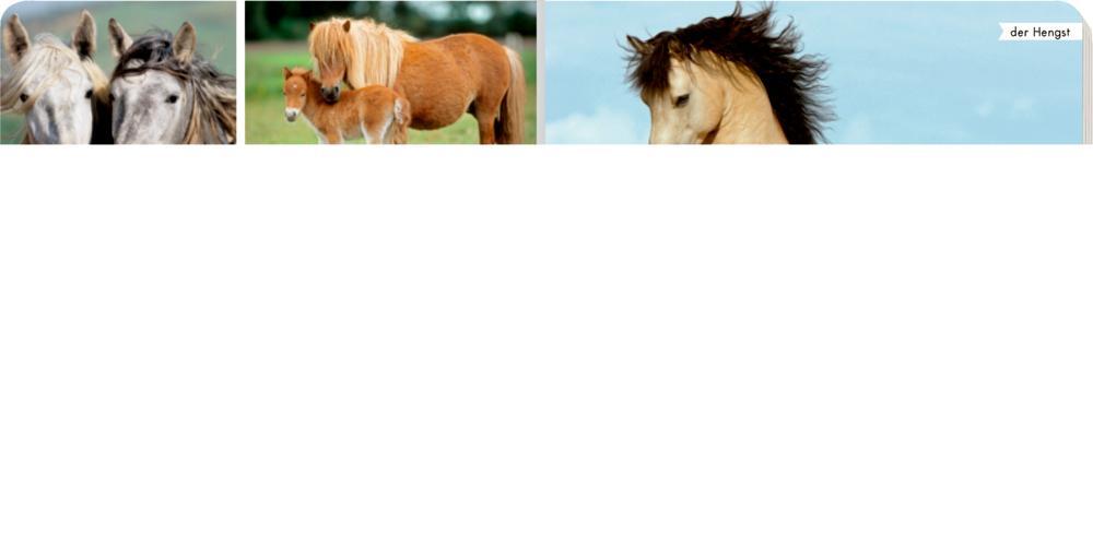 Thumbnail - Meine Liebsten Tiere