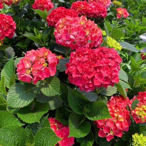 20Pcs EXOTIC RARE HYDRANGEA SEEDS for garden flower beds plant bush seeds - Picture 5 of 43