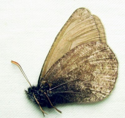 Oeneis tunga tunga, Male, A1 (Russia: E. Sayan)