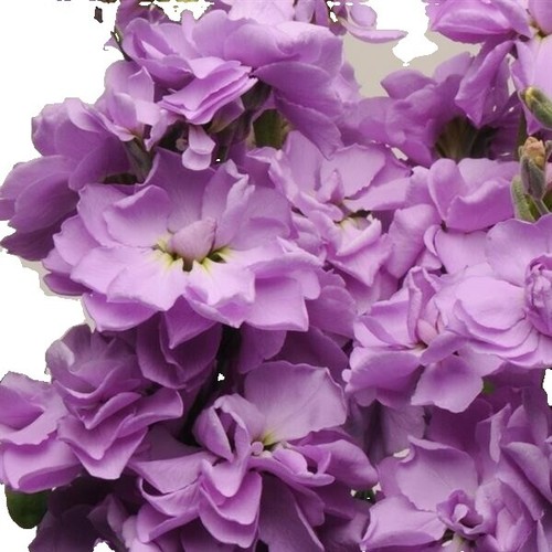 Aubrieta Cultorum Samen – 300 Stück, Blaue Blütenteppiche Für Steingärten, Einfach Anzubauen