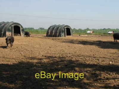 Foto 6x4 Schweine auf einem Bauernhof am Schinken ! Ich glaube sie sind Berkshire Schweine c2008