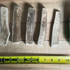 Elk Antler Dog Chews Treats  MEDIUM  1/4's  Bones Natural Organic Untreated 1 Pc