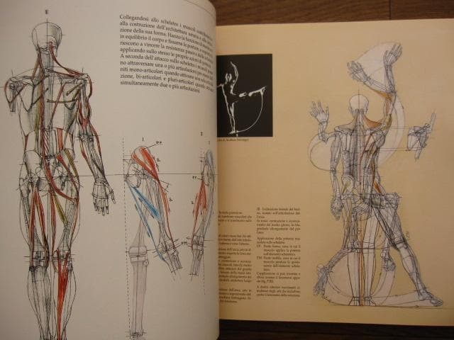 Struttura uomo in movimento Manuale di anatomia artistica