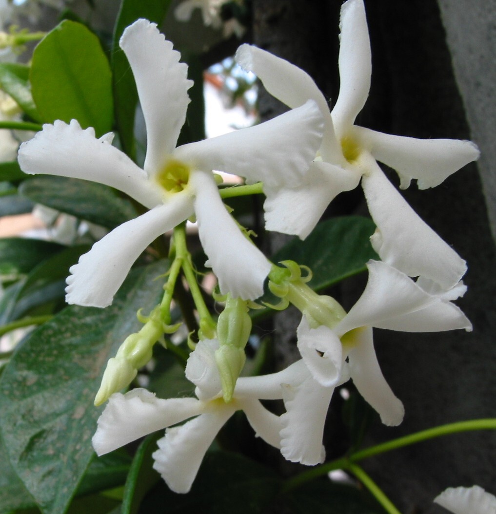 Falso Gelsomino (Rhyncospermum Jasminoides) In Vaso 3 Litri - Pianta Rampicante Con Canna Di Supporto H 180 Cm - Foto 6