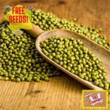 Fresh Green Gram Seeds | Moong | Mung Bean | Heirloom Non-GMO | Asian Vegetables