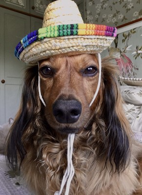 sombrero dog