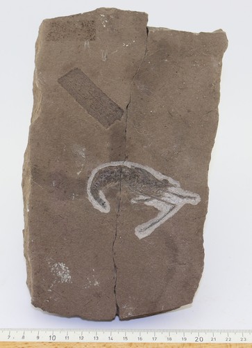 Krebs, Krabbe, Palaeodusa longipes, Trias, Nor, Bergamo, Italien-L786 - Picture 4 of 4