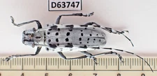 D63747. Insects, Beetles, Cerambycidae sp. Vietnam, Cao Bang. A-