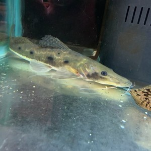 exotic fish shop new bedford ma