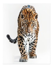 Majestic Leopard Wall Art Poster - Wildlife Home Decor Premium Quality