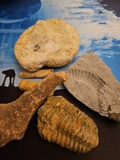 selection of fossils