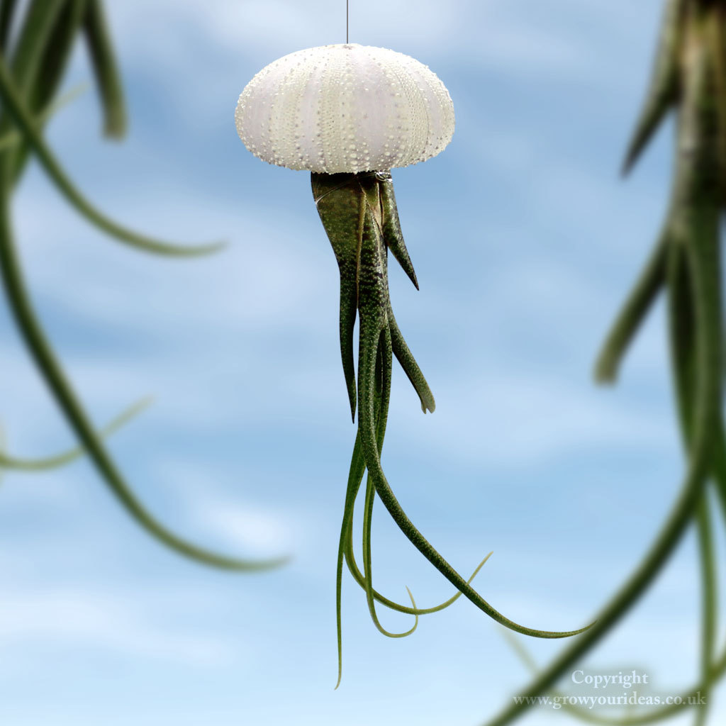 1 x Floating Jellyfish Butzii Air Plant in Sea White Urchin. Floating  houseplant | eBay