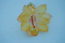 Christmas Cactus Starter Plant ~~Dutch Sun~~ Schlumbergera Truncata