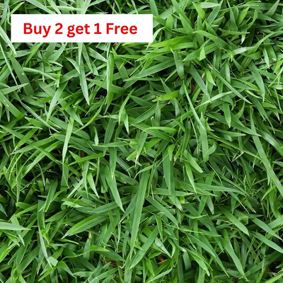 #ad Zenith Zoysia Grass Seed 2 Pack – Over 10000 Seeds for a Lush Healthy Lawn $19.99