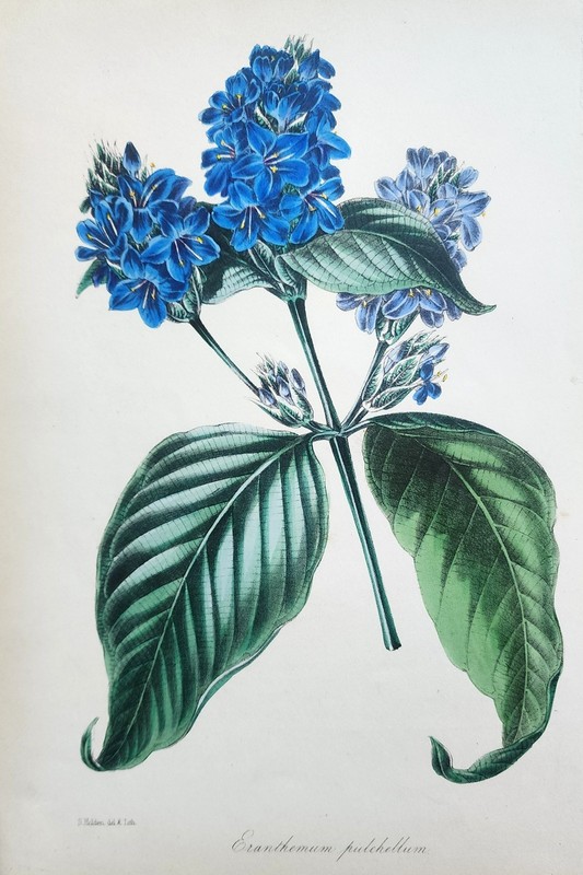 (5) Various Botanicals, Paxton, Pratt, Andrews, Van Houtteano