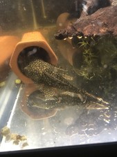 Wabenmuster Pleco - Male - 5 - What You See Is What You Get