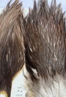 Vintage Metz Dun Grade 2 Rooster Cape And Saddle Hackle  — photo 4