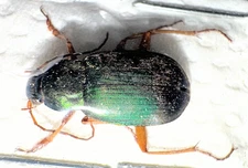 Carabidae Chlaenius sericeus 13-14mm A1 from CANADA - #4633