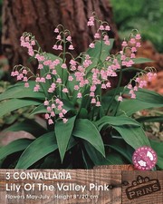 Convallaria 'Lily of the Valley' PINK Flowering Perennial Pack 3 Bulb/Roots