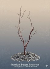 Premium Natural Manzanita Branch - Large Aquascape  Terrarium Wood  Home Decor