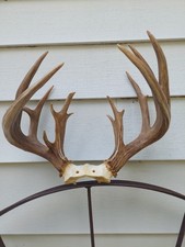16 Point Whitetail Antler Rack 9x7 (approx. 160 Gross Score) kicker non-typical
