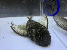 Long Fin Green Dragon Pleco