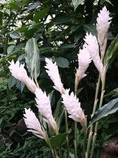 Pretty Imported Double Curcuma White Flower Bulb Pack Of 2 Bulbs