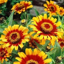 100 Mexican Sombrero Zinnia Seeds Double Bloom Flowers Beautiful Rare