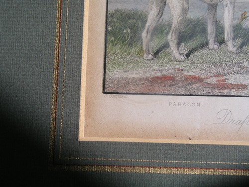 Antique Engraving Sporting Hunting Dogs Color Plates 1845 W.Barraud,J.Ferneley - Picture 12 of 12