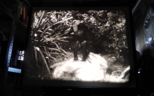 16mm Film – Tarzan's Secret Treasure 1941 Johnny Weissmuller - Foto 12 di 14