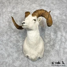 #28453 WC | Dall Sheep Taxidermy Shoulder Mount For Sale