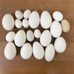 Lot of 20 Real Bird Eggs Blown Shell Empty Size 2” To 3.75” Chicken Goose